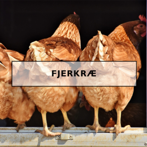 Fjerkræ