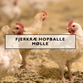 Fjerkræ - Hopballe Mølle kyllinger