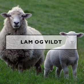 Lam og Vildt