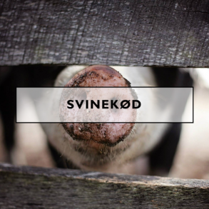 Svinekød